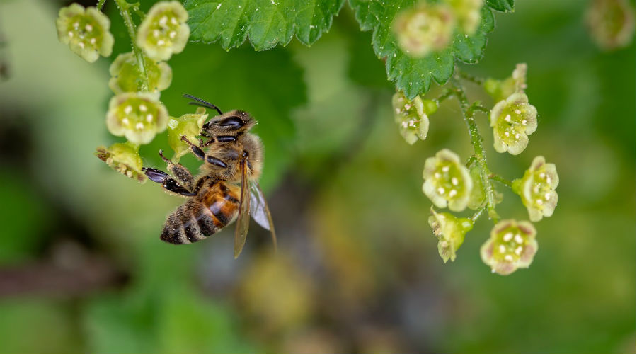 abeille sur une fleur