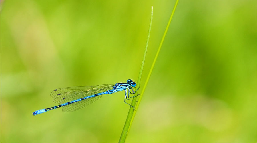 libellule sur herbe