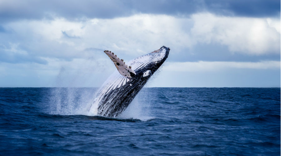 baleine bleue