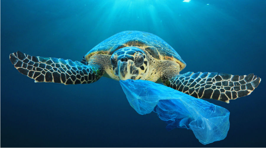 tortue mer plastique