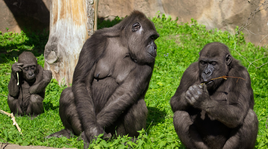 Le mode de vie des singes menacé par l’action de l’Homme