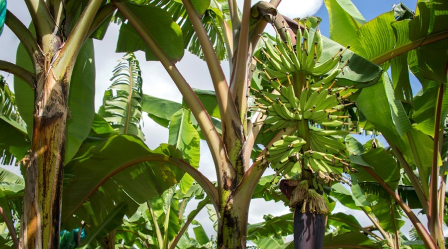 Chlordécone dans les bananeraies