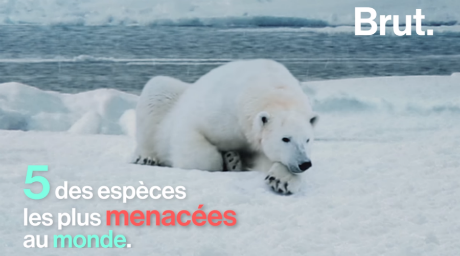 5 espèces menacées de disparition (Vidéo)