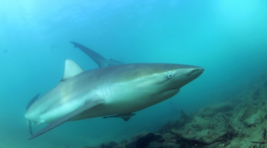 Les requins, une famille plus menacée que prévu