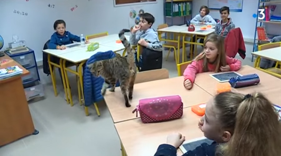 Une école invite des chats en classe pour le bien-être de ses élèves