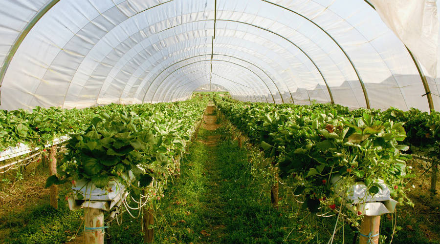 champ de fraisier sous serre