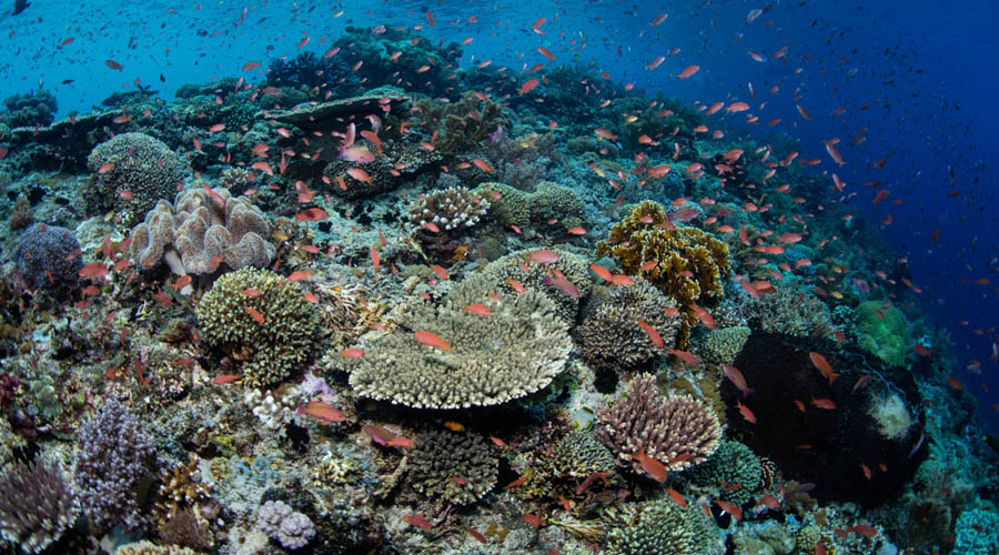 coraux egypte