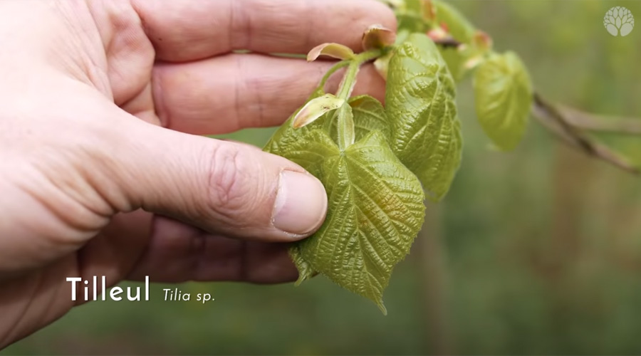 Quelles feuilles d’arbres pouvons-nous manger au printemps ?