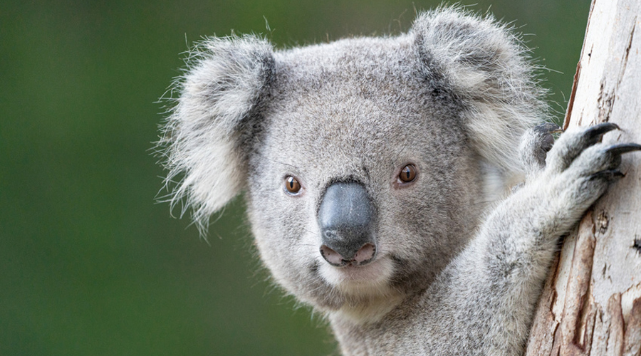 Les koalas disparaissent à grande vitesse