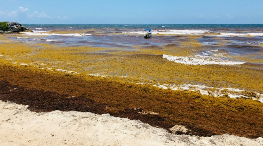 Sargasses sur les plages