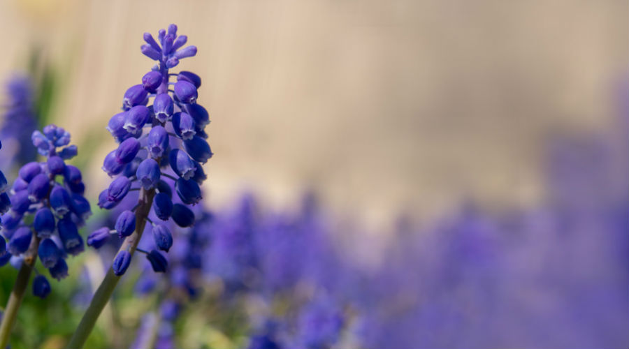 Des scientifiques sur la piste d’un traitement naturel contre certaines causes de cécité