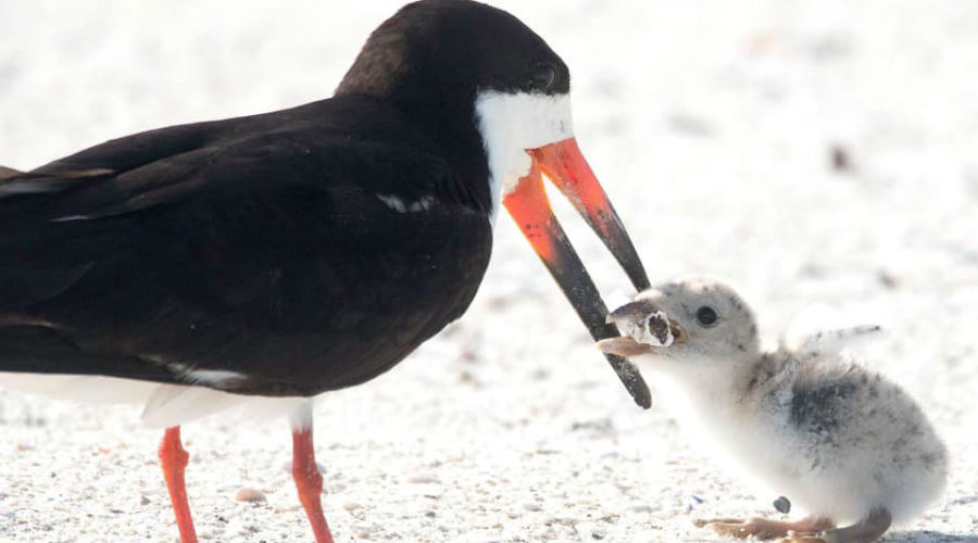 Les images affligeantes d’un oiseau nourrissant sa progéniture inquiètent la toile