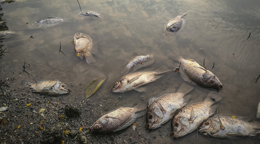 Yvelines : des tonnes de poissons morts dans la Seine après l'incendie d'une unité d’une station d'épuration