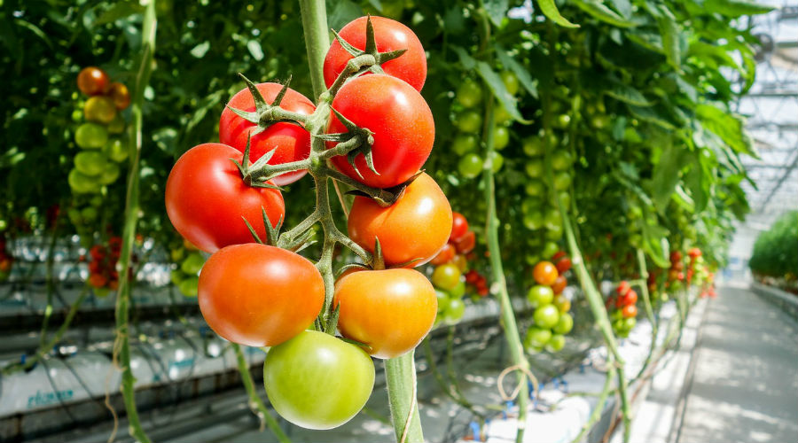 Serres chauffées en agriculture bio : le gouvernement desserre la vis