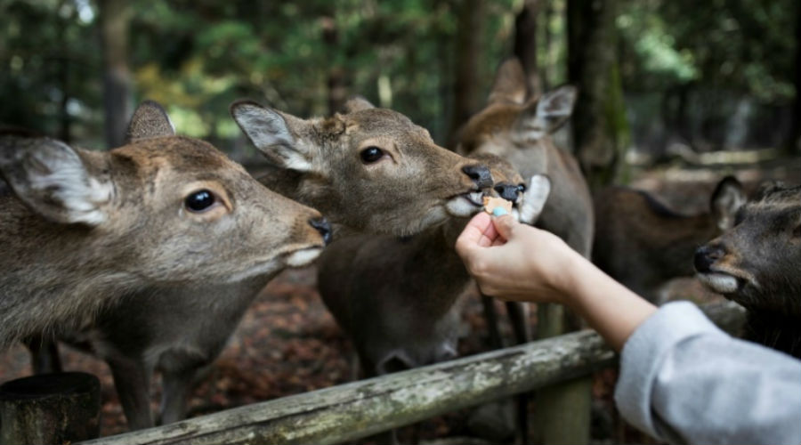 Plusieurs daims d'un parc touristique morts après avoir ingéré du plastique