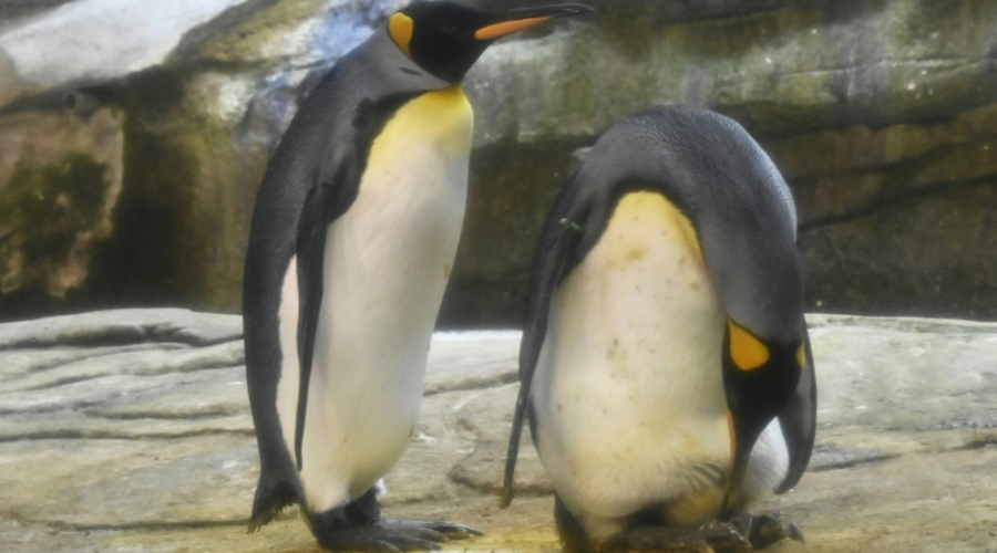 couple pinguoins mâles