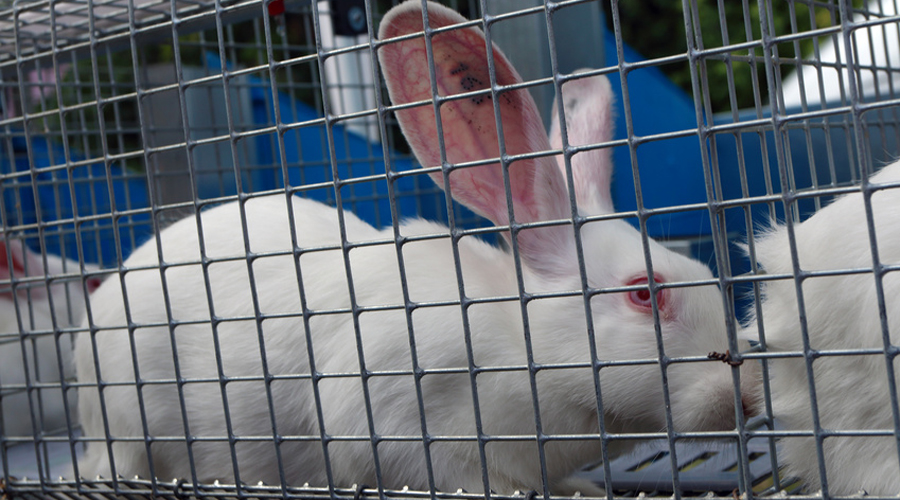 Lapins destinés à la boucherie : la vidéo choc de L214 dans un élevage des Deux-Sèvres