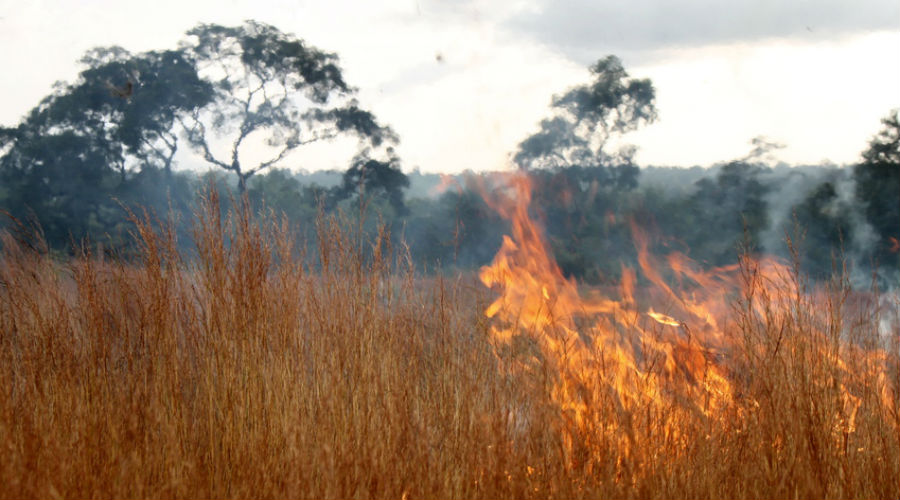 Pire qu’en Amazonie, des incendies dévastent les forêts d’Afrique