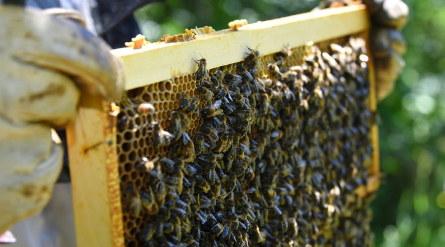 Abeilles dans une ruche