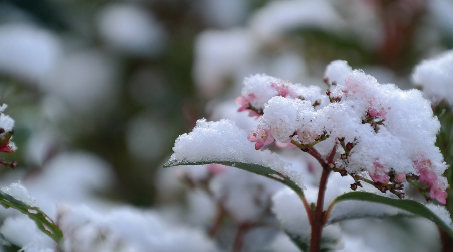 fleurs hiver