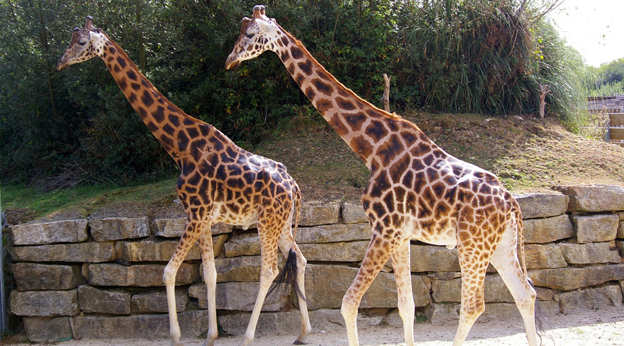 girafe
