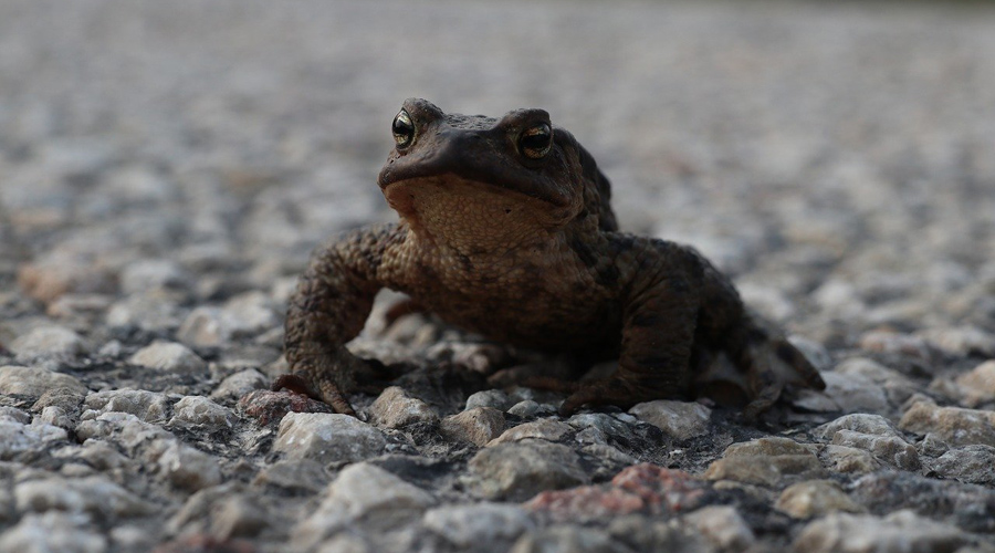 grenouille et crapaud