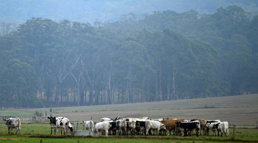 Pluies Australie