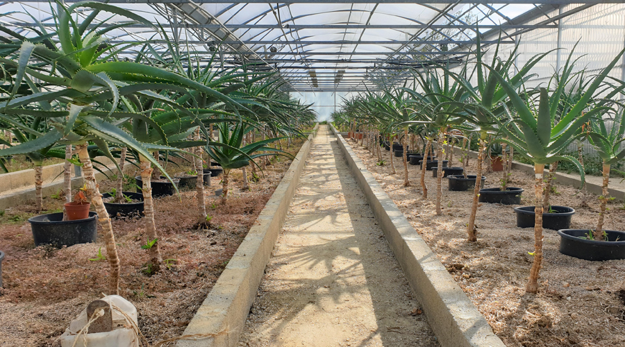 L’aloe arborescens, une plante anti-cancer ?