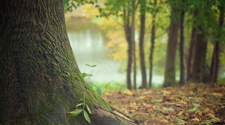 Le temps des arbres, à voir ce soir sur France 5