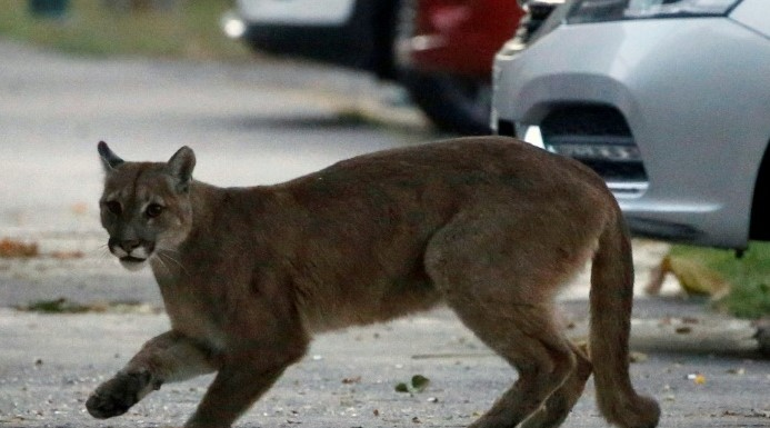 puma