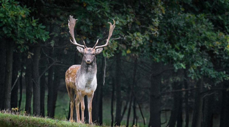 Des cerfs apperçus dans le parc de Nara au Japon