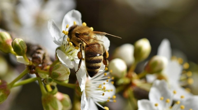 zone BZZZ pour protéger les isectes pollinisateurs