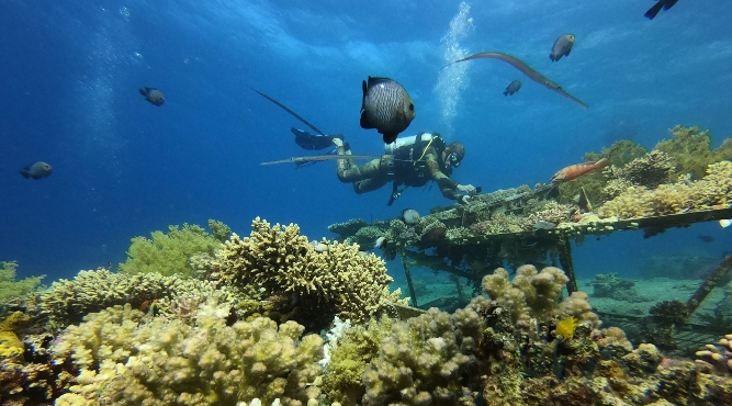 les espèces migrent plus vite vers les pôles en mer que sur terre