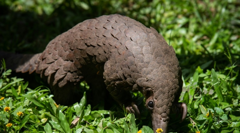 pangolin