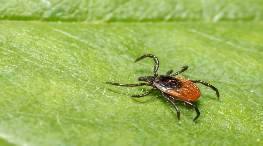 tiques à pattes rayées