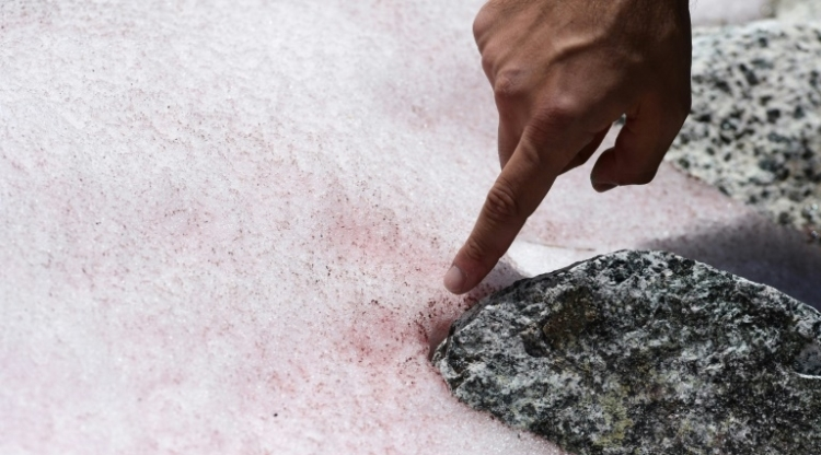 La mystérieuse neige rose d'un glacier des Alpes italiennes