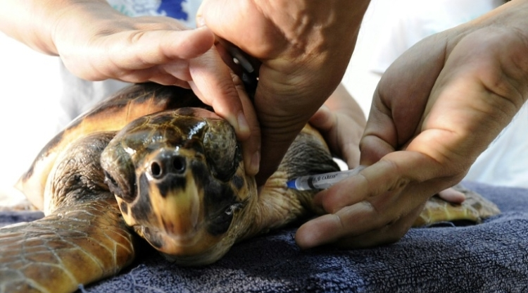 Une tortue marine vient pondre ses oeufs sur la plage publique de Fréjus