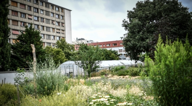 Masami-Charlotte Lavault, floricultrice, fait grandir les fleurs en plein Paris