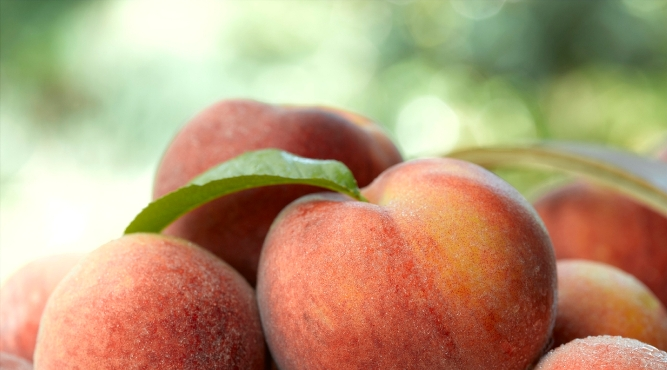 Pêches, poires et cerises toujours plus chères, selon l'association Familles rurales