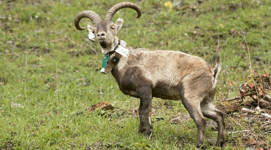 Réintroduction de bouquetins prélevés dans le parc espagnol de Guadarrama Park, le 11 avril 2019 en vallée d'Aspe