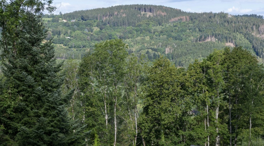 Réchauffement: un rapport préconise de planter un arbre par habitant pendant 30 ans pour adapter la forêt