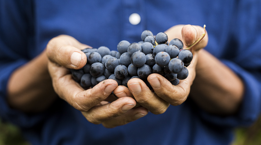 Personne présentant une grappe de raison biodynamique