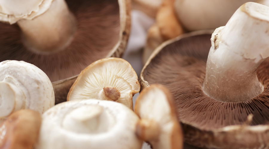 Mieux que le carton recyclé pour les emballages, le champignon !