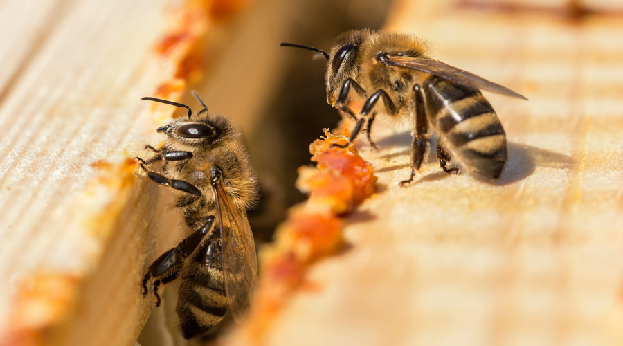 10% des aliments végétaux contiennent des traces de néonicotinoïdes