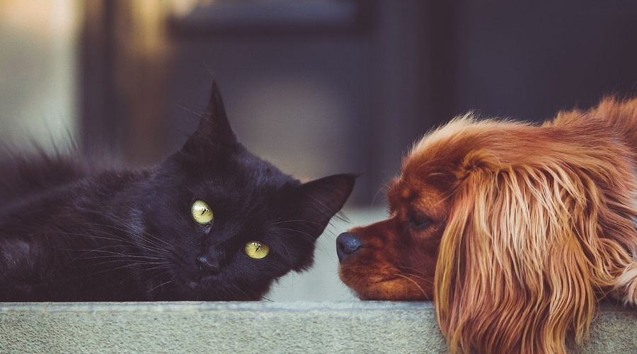 chat et chien