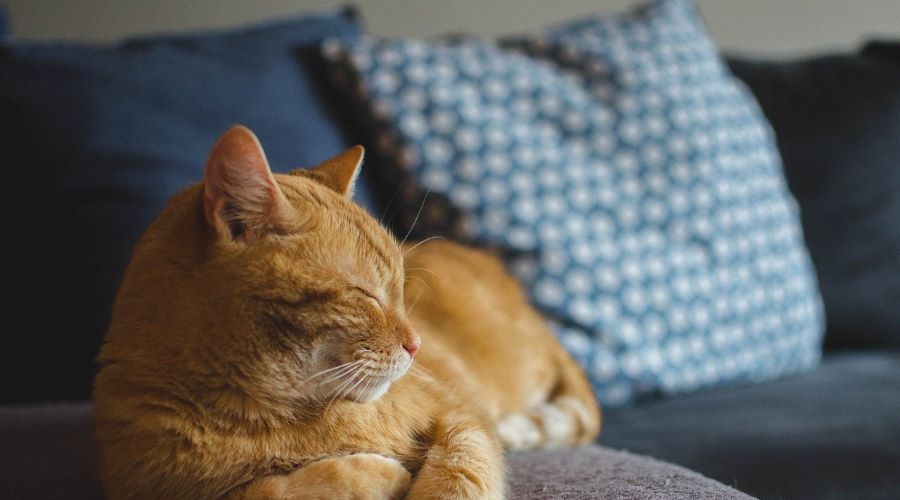 Les chats, alliés de notre capital santé !