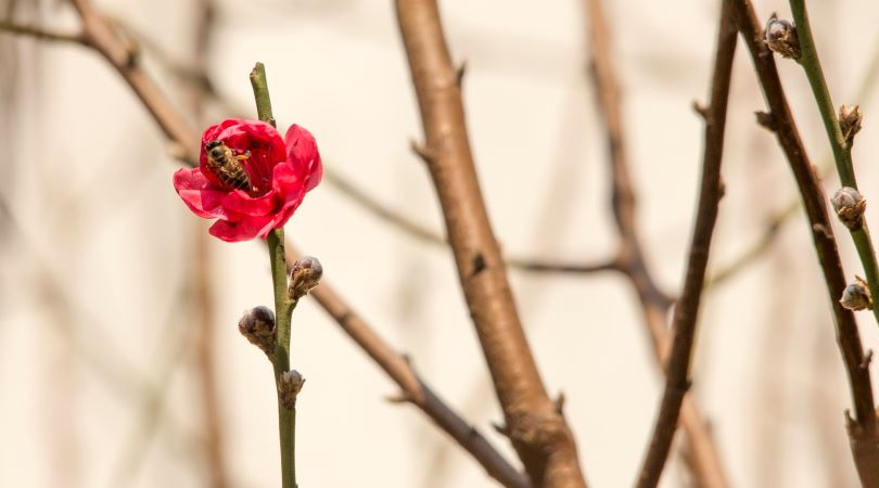 bourgeons