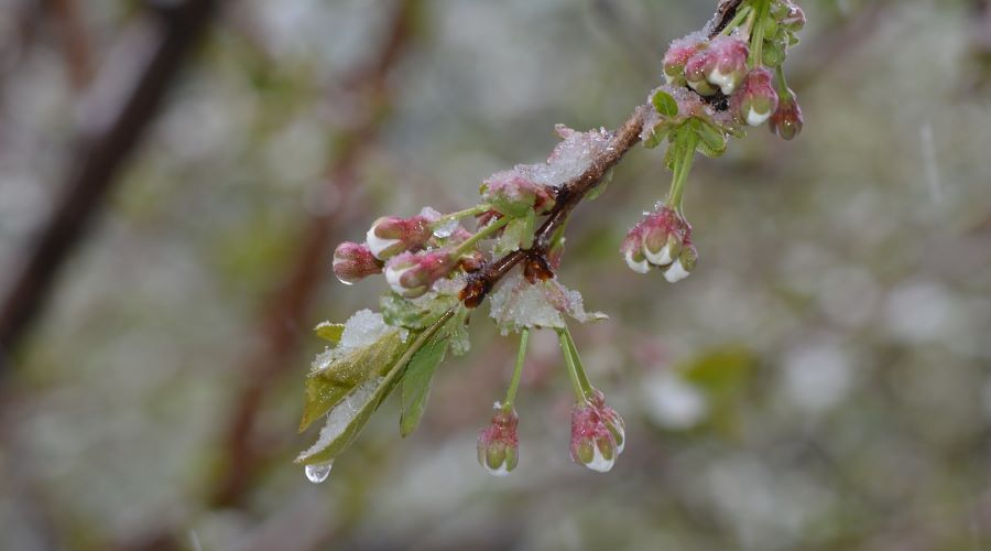 gel printemps