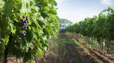 Grappe dans un champ de vignes