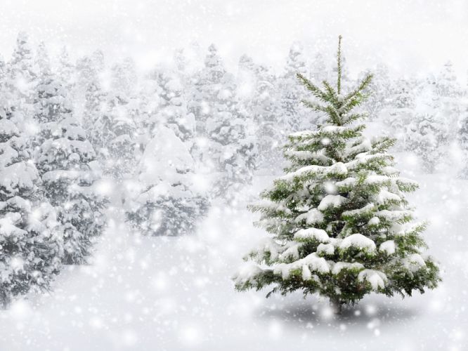 Sapin de Noël naturel ou artificiel, lequel est le plus vert? | Bio à
